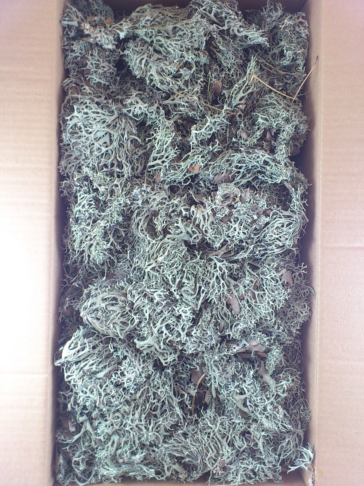 Tree moss  box +/-2 kg.